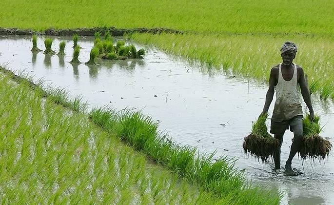 In five years, 1,118 farmers turned to native seed cultivation | पाच वर्षांत १,११८ शेतकरी वळले मूळ बियाण्यांच्या लागवडीकडे In five years, 1,118 farmers turned to native seed cultivation | पाच वर्षांत १,११८ शेतकरी वळले मूळ बियाण्यांच्या लागवडीकडे