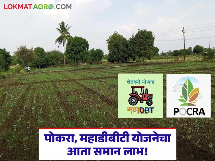 latest news Agriculture Scheme: Big relief for farmers; Now same subsidy for both Pokra and MahaDBT schemes Read in detail | Agriculture Scheme : शेतकऱ्यांना मोठा दिलासा; पोकरा आणि महाडीबीटी दोन्ही योजनांना आता समान अनुदान वाचा सविस्तर