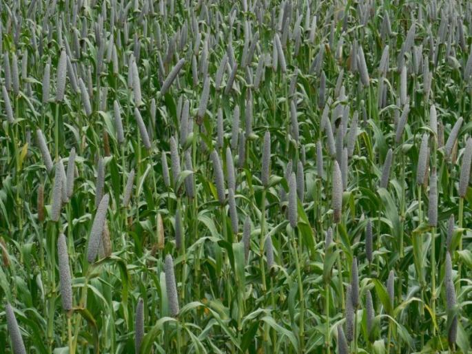 Research development by Bharatiya Rice Research Center in Dhule | धुळ्यातील बाजरी संशोधन केंद्राने केले तीन वाण विकसित Research development by Bharatiya Rice Research Center in Dhule | धुळ्यातील बाजरी संशोधन केंद्राने केले तीन वाण विकसित