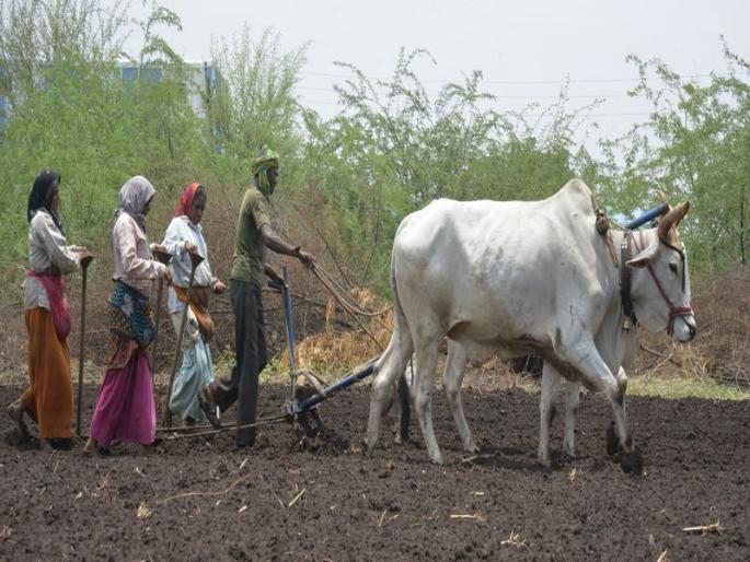 After a satisfactory monsoon, sowing starts in Jalgaon taluka | समाधानकारक पावसानंतर जळगाव तालुक्यात पेरण्यांना सुरुवात