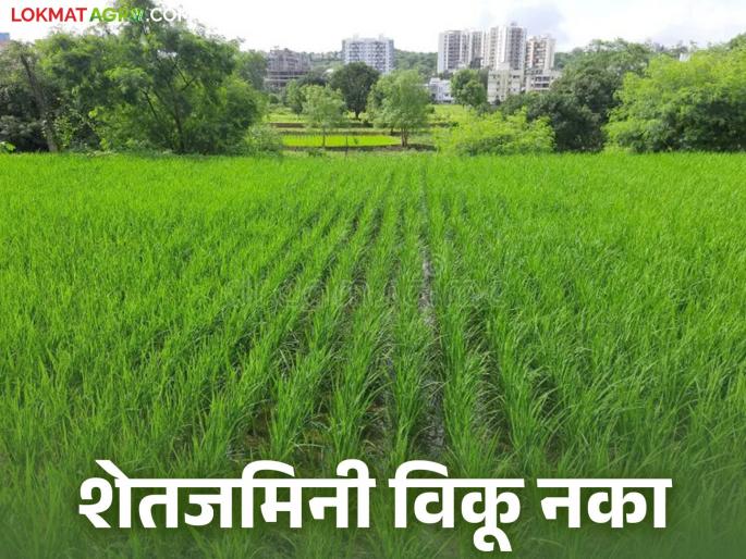 Farmers, do not sell your farmland, which is worth gold, at a pittance price | शेतकऱ्यांनो सोन्याचे मोल असणाऱ्या शेतजमिनी, मातीमोल किमतीने विकू नका Farmers, do not sell your farmland, which is worth gold, at a pittance price | शेतकऱ्यांनो सोन्याचे मोल असणाऱ्या शेतजमिनी, मातीमोल किमतीने विकू नका