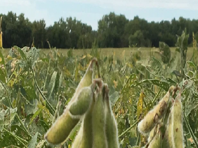 What is Crop Insurance Advance Compensation? Understand in simple terms…. | पिकविम्याची अग्रिम भरपाई म्हणजे काय? जाणून घ्या सोप्या भाषेत What is Crop Insurance Advance Compensation? Understand in simple terms…. | पिकविम्याची अग्रिम भरपाई म्हणजे काय? जाणून घ्या सोप्या भाषेत