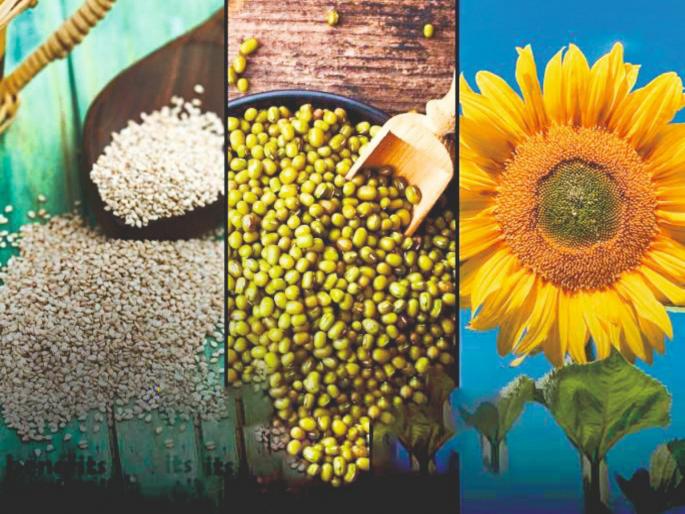 pune news 13 districts will get free certified seeds of summer groundnut and sesame | भुईमूग, तिळाचे बियाणे तेरा जिल्ह्यांत मोफत मिळणार pune news 13 districts will get free certified seeds of summer groundnut and sesame | भुईमूग, तिळाचे बियाणे तेरा जिल्ह्यांत मोफत मिळणार