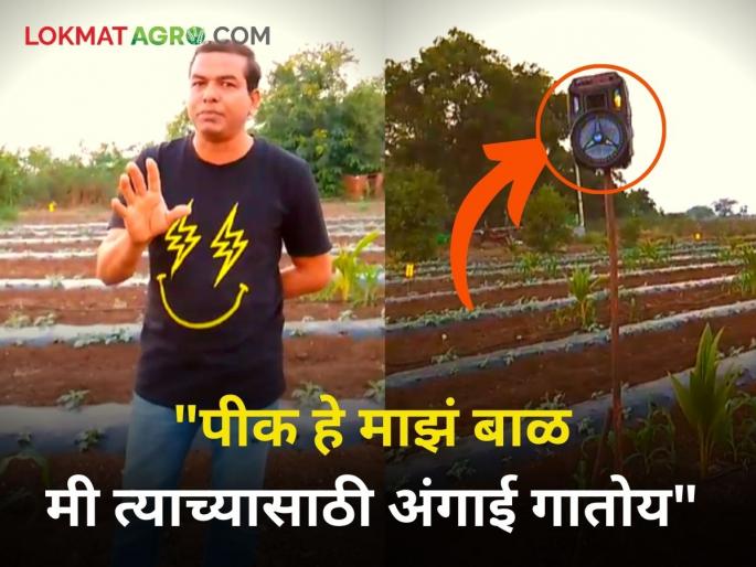 Why Dhule farmer playing music to his crop music therapy for crop growth | हा शेतकरी आपल्या पिकाला का ऐकवतोय संगीत? Why Dhule farmer playing music to his crop music therapy for crop growth | हा शेतकरी आपल्या पिकाला का ऐकवतोय संगीत?