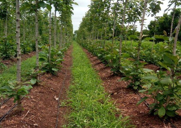 Herbal experiment on five acres; Fountain Farmer Initiative | पाच एकरात वनौषधीची लागवड; कारंजातील शेतकऱ्याचा पुढाकार Herbal experiment on five acres; Fountain Farmer Initiative | पाच एकरात वनौषधीची लागवड; कारंजातील शेतकऱ्याचा पुढाकार