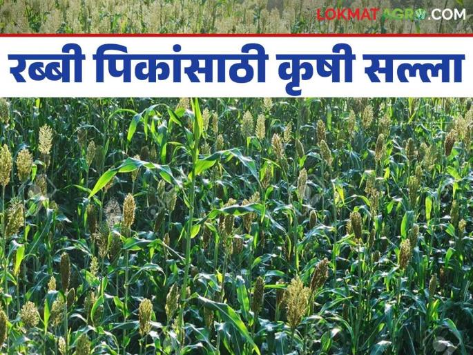 Agro Advisory: Read detailed agricultural advisory for Rabi crops in changing climate | Agro Advisory : बदलत्या हवामानात रब्बी पिकांसाठी कृषी सल्ला वाचा सविस्तर Agro Advisory: Read detailed agricultural advisory for Rabi crops in changing climate | Agro Advisory : बदलत्या हवामानात रब्बी पिकांसाठी कृषी सल्ला वाचा सविस्तर