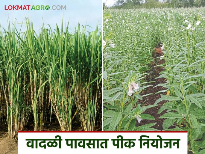 Krushi Salla: latest news Read detailed agricultural advice on how to plan crops during storms | Krushi Salla: वादळी वाऱ्यात पिकांचे कसे करावे नियोजन वाचा कृषी सल्ला सविस्तर Krushi Salla: latest news Read detailed agricultural advice on how to plan crops during storms | Krushi Salla: वादळी वाऱ्यात पिकांचे कसे करावे नियोजन वाचा कृषी सल्ला सविस्तर