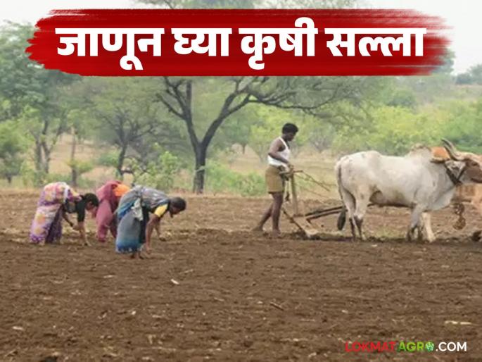 latest news Krushi Salla: Orchard and vegetable management is important; know the advice of experts | Krushi Salla : फळबागा, भाजीपाला व्यवस्थापन महत्त्वाचे; जाणून घ्या तज्ज्ञांचा सल्ला