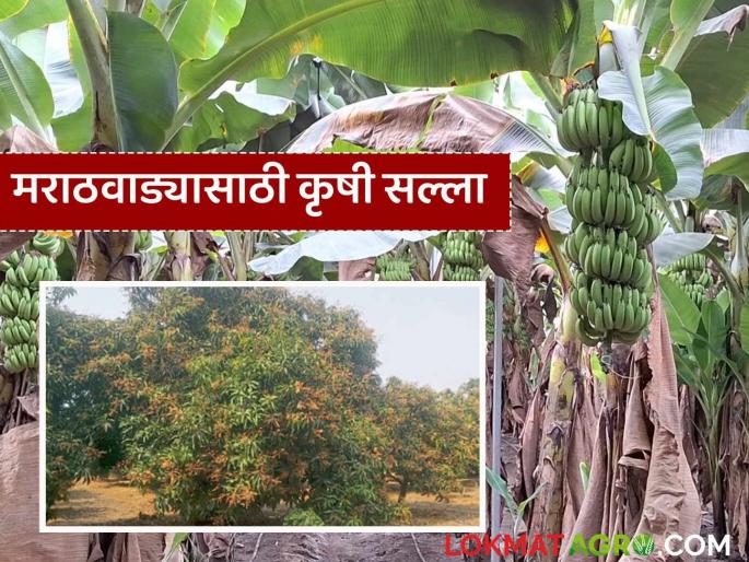 Krushi salla: latest news Manage water as per requirement for crops; Read detailed agricultural advice | Krushi salla : पिकांसाठी आवश्यकतेनुसार पाण्याचे व्यवस्थापन करा; वाचा कृषी सल्ला सविस्तर
