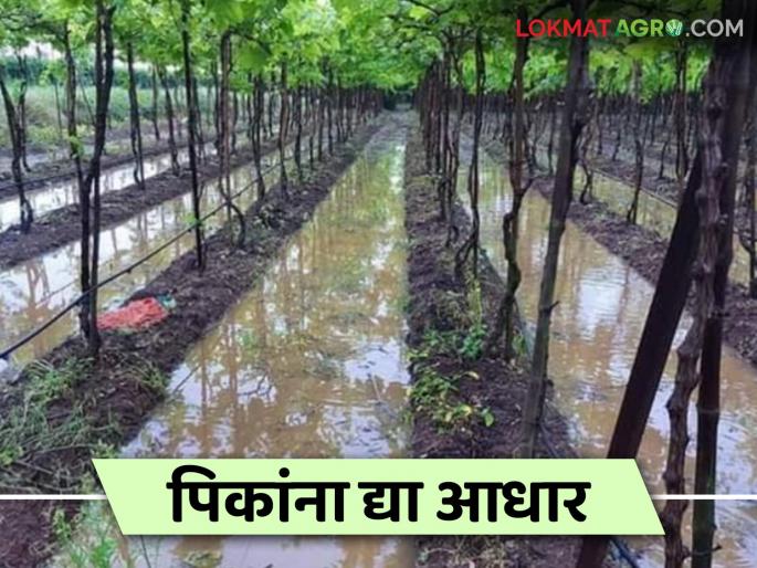 krushi salla: Protect crops from unseasonal rains; Read agricultural advice | krushi salla: अवकाळी पावसापासून पिकांचे करा संरक्षण; वाचा कृषी सल्ला krushi salla: Protect crops from unseasonal rains; Read agricultural advice | krushi salla: अवकाळी पावसापासून पिकांचे करा संरक्षण; वाचा कृषी सल्ला