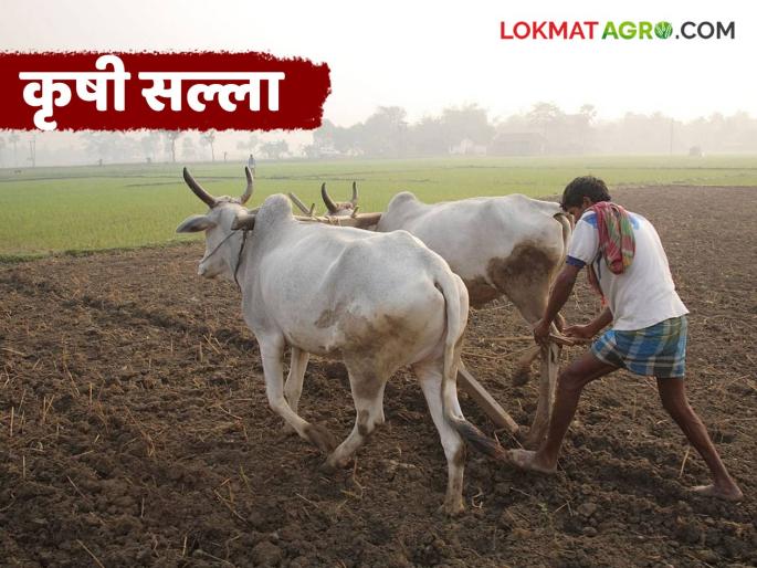 latest news Krushi Salla: Important advice for farmers in Marathwada in changing climate Read in detail | Krushi Salla : मराठवाड्यातील शेतकऱ्यांसाठी बदलत्या हवामानात महत्त्वाचा सल्ला वाचा सविस्तर latest news Krushi Salla: Important advice for farmers in Marathwada in changing climate Read in detail | Krushi Salla : मराठवाड्यातील शेतकऱ्यांसाठी बदलत्या हवामानात महत्त्वाचा सल्ला वाचा सविस्तर