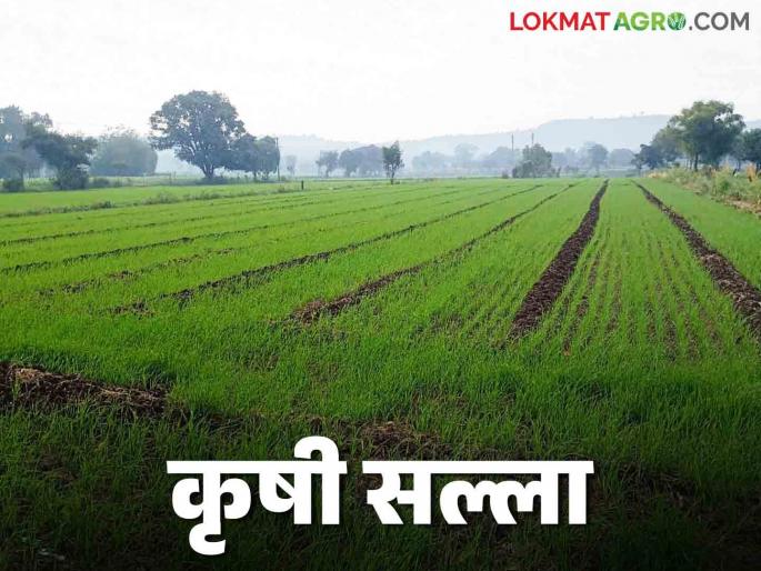 Agro Advisory: Marathwada University has given 'these' recommendations, read in detail | Agro Advisory : मराठवाडा कृषी विद्यापीठाने दिल्या आहेत 'या' शिफारशी वाचा सविस्तर Agro Advisory: Marathwada University has given 'these' recommendations, read in detail | Agro Advisory : मराठवाडा कृषी विद्यापीठाने दिल्या आहेत 'या' शिफारशी वाचा सविस्तर