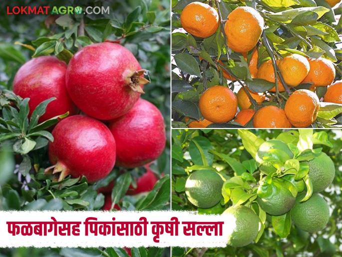 Agro Advisory: Take care of your orchards in the rising sun; Read the detailed agricultural advisory | Agro Advisory: वाढत्या उन्हात फळबागेची अशी घ्या काळजी; वाचा कृषी सल्ला सविस्तर Agro Advisory: Take care of your orchards in the rising sun; Read the detailed agricultural advisory | Agro Advisory: वाढत्या उन्हात फळबागेची अशी घ्या काळजी; वाचा कृषी सल्ला सविस्तर