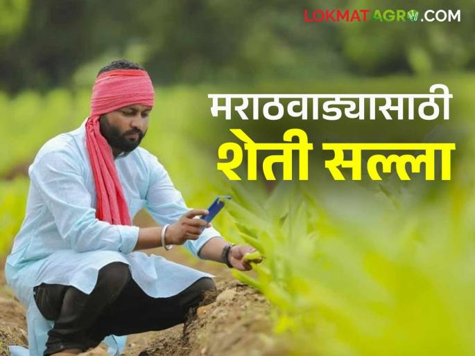 Agro Advisory: Farmers! Take care of your crops like this; Read the agricultural advisory in detail | Agro Advisory : शेतकऱ्यांनो! अशी घ्या पिकांची काळजी; कृषी सल्ला वाचा सविस्तर Agro Advisory: Farmers! Take care of your crops like this; Read the agricultural advisory in detail | Agro Advisory : शेतकऱ्यांनो! अशी घ्या पिकांची काळजी; कृषी सल्ला वाचा सविस्तर