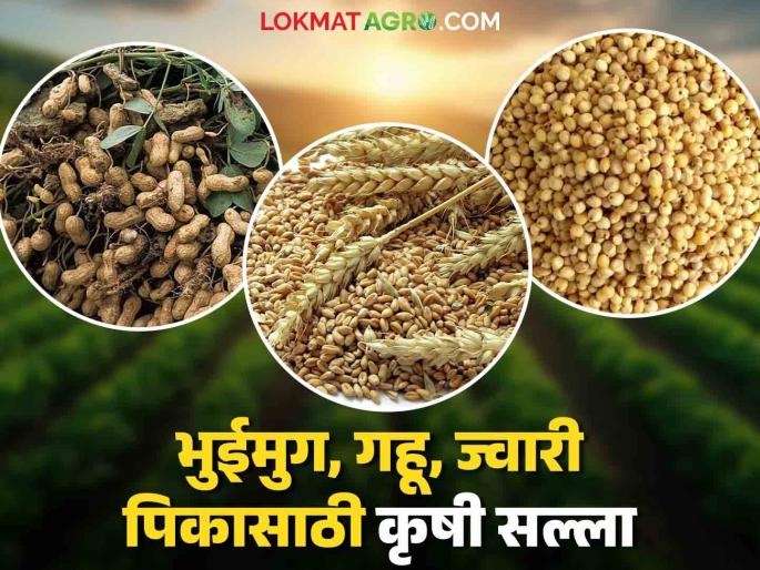 agro advisory: Marathwada Agricultural University has given agricultural advisory for groundnut, wheat, jowar crops. Read in detail | agro advisory : भुईमुग, गहू, ज्वारी पिकासाठी मराठवाडा कृषी विद्यापीठाने दिलाय कृषी सल्ला वाचा सविस्तर agro advisory: Marathwada Agricultural University has given agricultural advisory for groundnut, wheat, jowar crops. Read in detail | agro advisory : भुईमुग, गहू, ज्वारी पिकासाठी मराठवाडा कृषी विद्यापीठाने दिलाय कृषी सल्ला वाचा सविस्तर