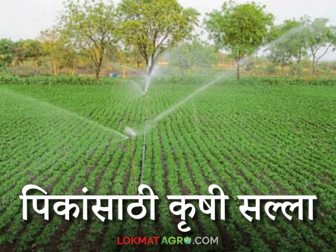 Agro Advisory: Read in detail how to plan crops in rising temperatures | Agro Advisory : वाढत्या तापमानात कसे कराल पिकांचे नियोजन वाचा सविस्तर Agro Advisory: Read in detail how to plan crops in rising temperatures | Agro Advisory : वाढत्या तापमानात कसे कराल पिकांचे नियोजन वाचा सविस्तर