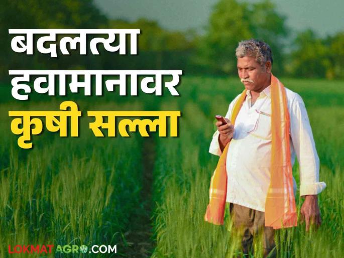 Agro Advisroy : How to take care of crops in the increasing cold; Read detailed agricultural advice | Agro Advisroy : वाढत्या थंडीत पिकांची कशी काळजी घ्यावी; वाचा कृषी सल्ला सविस्तर Agro Advisroy : How to take care of crops in the increasing cold; Read detailed agricultural advice | Agro Advisroy : वाढत्या थंडीत पिकांची कशी काळजी घ्यावी; वाचा कृषी सल्ला सविस्तर