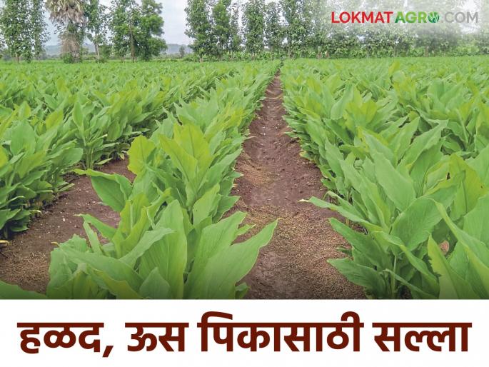 agro advisory: University issues agricultural advisory for sugarcane, turmeric crops, read in detail | agro advisory : ऊस, हळद पिकासाठी विद्यापीठाने जारी केला कृषी सल्ला वाचा सविस्तर