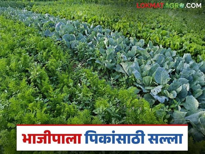 Agro Advisory: latest news Agricultural advisory given for vegetable crops according to weather; Read in detail | Agro Advisory: हवामानानुसार भाजीपाला पिकांसाठी दिलाय कृषी सल्ला; वाचा सविस्तर Agro Advisory: latest news Agricultural advisory given for vegetable crops according to weather; Read in detail | Agro Advisory: हवामानानुसार भाजीपाला पिकांसाठी दिलाय कृषी सल्ला; वाचा सविस्तर