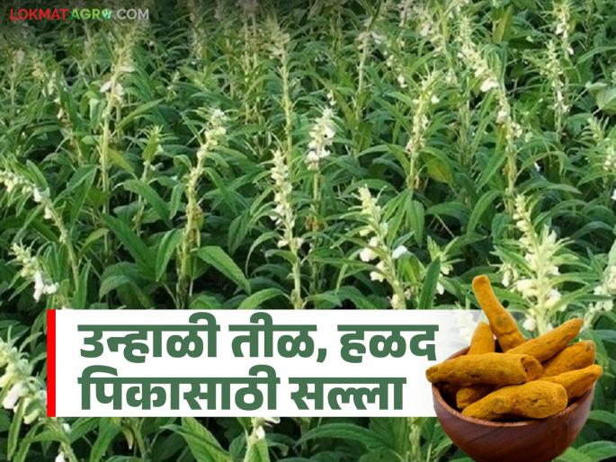 Agro Advisory: Read detailed agricultural advisory for unhali til, halad and other crops | Agro Advisory : उन्हाळी तीळ, हळद आणि इतर पिकांसाठी कृषी सल्ला वाचा सविस्तर Agro Advisory: Read detailed agricultural advisory for unhali til, halad and other crops | Agro Advisory : उन्हाळी तीळ, हळद आणि इतर पिकांसाठी कृषी सल्ला वाचा सविस्तर
