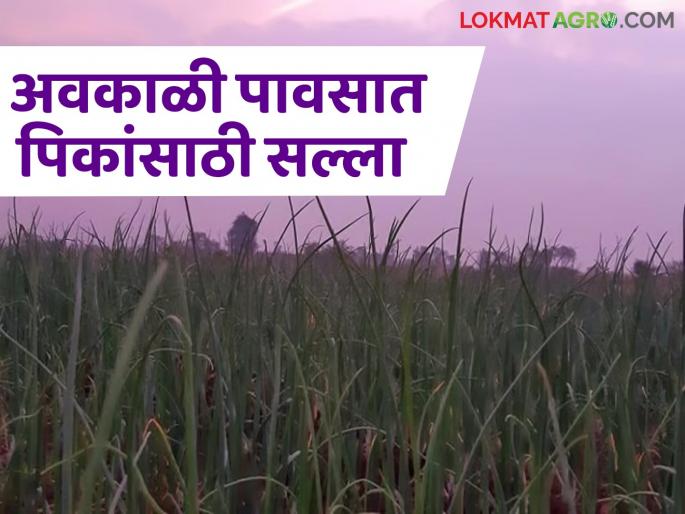 Agro Advisory: Farmers, plan these measures for crops in changing climate | Agro Advisory : शेतकऱ्यांनो बदलत्या हवामानात पिकांसाठी करा 'या' उपायायोजना Agro Advisory: Farmers, plan these measures for crops in changing climate | Agro Advisory : शेतकऱ्यांनो बदलत्या हवामानात पिकांसाठी करा 'या' उपायायोजना