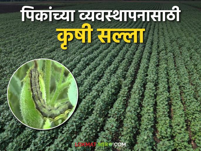 Agro Advisory: Plan crops according to changing weather; Read agricultural advisory in detail | Agro Advisory : बदलत्या हवामानानुसार पिकांचे नियोजन करा; कृषी सल्ला वाचा सविस्तर Agro Advisory: Plan crops according to changing weather; Read agricultural advisory in detail | Agro Advisory : बदलत्या हवामानानुसार पिकांचे नियोजन करा; कृषी सल्ला वाचा सविस्तर