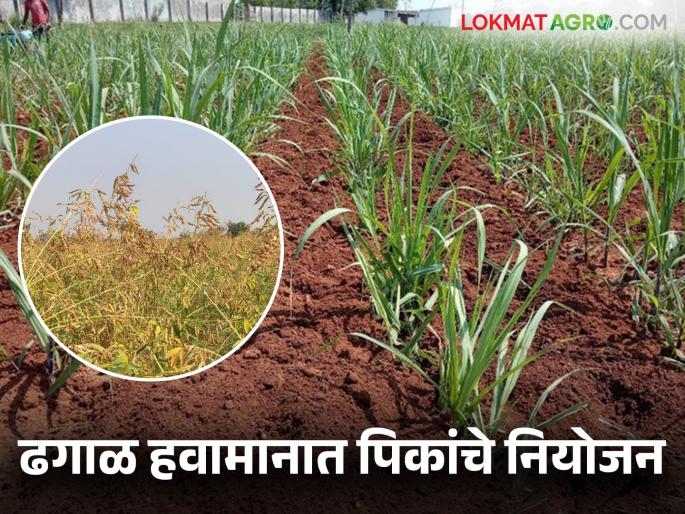 Agro Advisory: How to take care of crops in cloudy weather? University gives advice | Agro Advisory : ढगाळ हवामानात कशी घेणार पिकांची काळजी? विद्यापीठाने दिला सल्ला Agro Advisory: How to take care of crops in cloudy weather? University gives advice | Agro Advisory : ढगाळ हवामानात कशी घेणार पिकांची काळजी? विद्यापीठाने दिला सल्ला