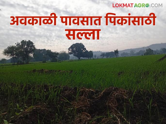 Agro Advisory: Read the agricultural weather advisory for Marathwada in detail. | Agro Advisory :मराठवाड्यासाठी कृषी हवामान सल्ला वाचा सविस्तर