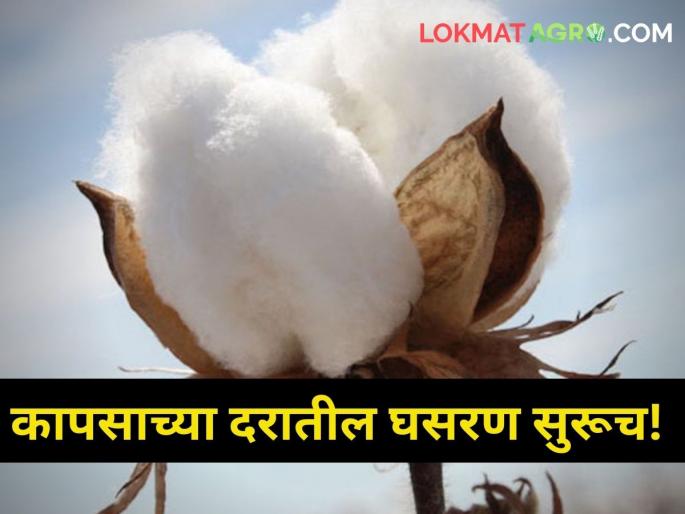 The decline in cotton prices continues How much did you get today maharashtra agriculture farmer market yard | कापसाच्या दरातील घसरण सुरूच! आज किती मिळाला दर? The decline in cotton prices continues How much did you get today maharashtra agriculture farmer market yard | कापसाच्या दरातील घसरण सुरूच! आज किती मिळाला दर?