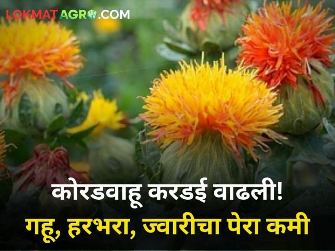 rabi season farmer crop damage by infection wheat and oil crops marathwada | कोरडवाहू करडई वाढली! गहू, हरभरा, ज्वारीचा पेरा कमी  rabi season farmer crop damage by infection wheat and oil crops marathwada | कोरडवाहू करडई वाढली! गहू, हरभरा, ज्वारीचा पेरा कमी