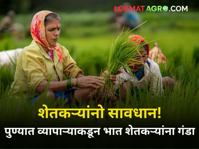 Farmers beware pune bhor rice farmer fraud by trader crop market agriculture | शेतकऱ्यांनो सावधान! पुण्यात भात व्यापाऱ्याकडून शेतकऱ्यांना गंडा Farmers beware pune bhor rice farmer fraud by trader crop market agriculture | शेतकऱ्यांनो सावधान! पुण्यात भात व्यापाऱ्याकडून शेतकऱ्यांना गंडा