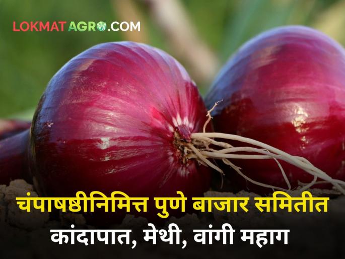 champashasti pune market yard onion rate grow agriculture farmer | चंपाषष्ठीनिमित्त पुणे बाजार समितीत कांदापात, मेथी, वांगी महाग champashasti pune market yard onion rate grow agriculture farmer | चंपाषष्ठीनिमित्त पुणे बाजार समितीत कांदापात, मेथी, वांगी महाग