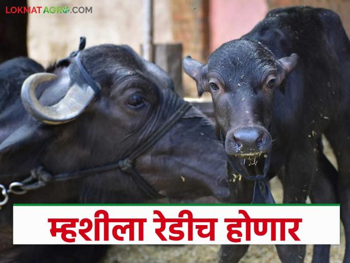 Campaign starts of breeding for pure breed buffalo calf; sorted semen will be available at government rates | जातिवंत रेड्यांच्या पैदाशीसाठी सुरू होतेय मोहीम; सरकारी दामात मिळणार सॉर्टेड सिमेन
