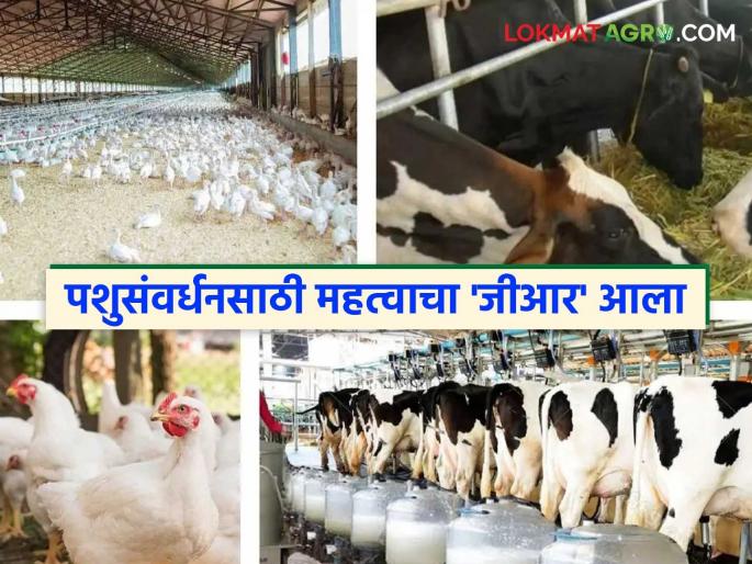 Government decision to grant 'agriculture equivalent status' to animal husbandry business; Farmers will get concessions here | पशुसंवर्धन व्यवसायास 'कृषि समकक्ष दर्जा' शासन निर्णय आला; पशुपालकांना या ठिकाणी मिळणार सवलत Government decision to grant 'agriculture equivalent status' to animal husbandry business; Farmers will get concessions here | पशुसंवर्धन व्यवसायास 'कृषि समकक्ष दर्जा' शासन निर्णय आला; पशुपालकांना या ठिकाणी मिळणार सवलत