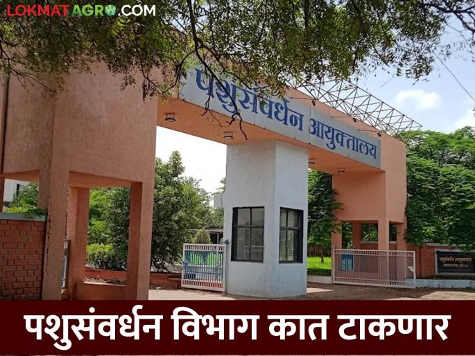 Consolidation of State Animal Husbandry and Dairy Commissionerate; This will be a big change | राज्याचे पशुसंवर्धन व दुग्धव्यवसाय आयुक्तालयाचे एकत्रिकरण; होणार हे मोठे बदल Consolidation of State Animal Husbandry and Dairy Commissionerate; This will be a big change | राज्याचे पशुसंवर्धन व दुग्धव्यवसाय आयुक्तालयाचे एकत्रिकरण; होणार हे मोठे बदल