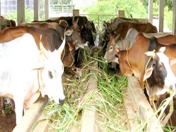 In the absence of a veterinary clinic, breeders have to go a long way; Facing financial turmoil too | पशुचिकित्सालय नसल्याने पशुपालकांना गाठावा लागतो लांबचा पल्ला; आर्थिक भुर्दंडाचाही सामना In the absence of a veterinary clinic, breeders have to go a long way; Facing financial turmoil too | पशुचिकित्सालय नसल्याने पशुपालकांना गाठावा लागतो लांबचा पल्ला; आर्थिक भुर्दंडाचाही सामना