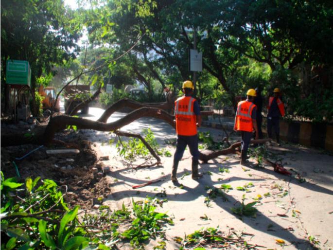 In Thane, 585 trees fell in eight months | ठाण्यात आठ महिन्यांत पडली ५८५ झाडे; मुसळधार पावसाचा तडाखा In Thane, 585 trees fell in eight months | ठाण्यात आठ महिन्यांत पडली ५८५ झाडे; मुसळधार पावसाचा तडाखा