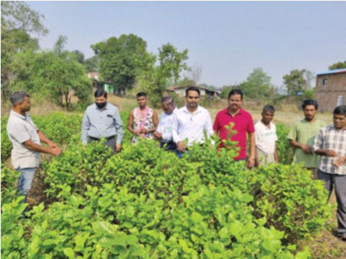 Mogra crop damage due to pin borer disease | पीन बोरर रोगामुळे मोगरा पिकाचे नुकसान; कृषी विभागाकडून पाहणी Mogra crop damage due to pin borer disease | पीन बोरर रोगामुळे मोगरा पिकाचे नुकसान; कृषी विभागाकडून पाहणी