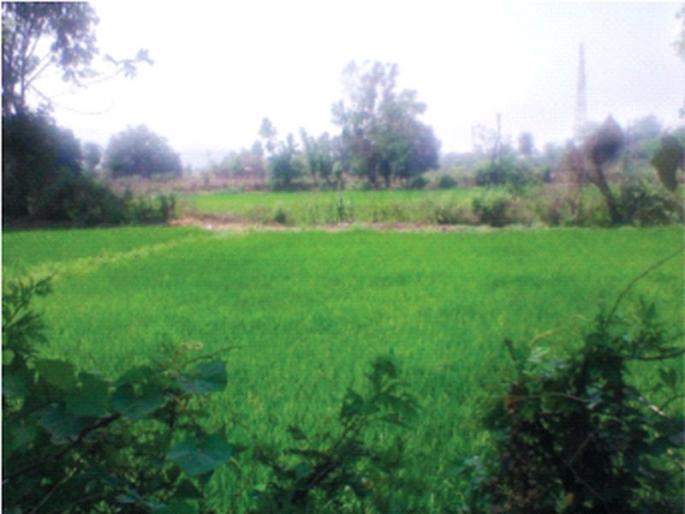 Three thousand acres of paddy cultivation completed by Hetwane Irrigation | हेटवणे सिंचनातून तीन हजार एकरांवरील भात लागवड पूर्ण