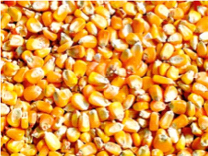 Maize exports from the country reached a six-year high | देशातून झाली मक्याची सहा वर्षांतील उच्चांकी निर्यात; बांगलादेशचा हिस्सा ६६ टक्के Maize exports from the country reached a six-year high | देशातून झाली मक्याची सहा वर्षांतील उच्चांकी निर्यात; बांगलादेशचा हिस्सा ६६ टक्के