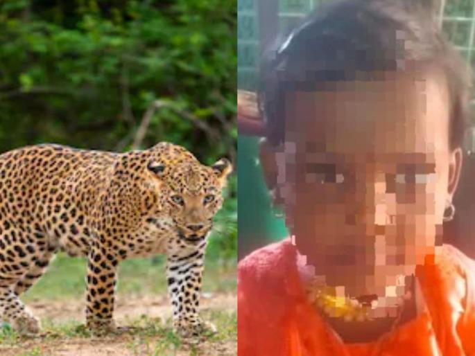 Leopard kills Nardi; Five-year-old Riyanka's body found behind school | बिबट्याने घेतला नरडीचा घोट; पाच वर्षाच्या रियांकाचा शाळेच्या पाठीमागे मिळाला मृतदेह