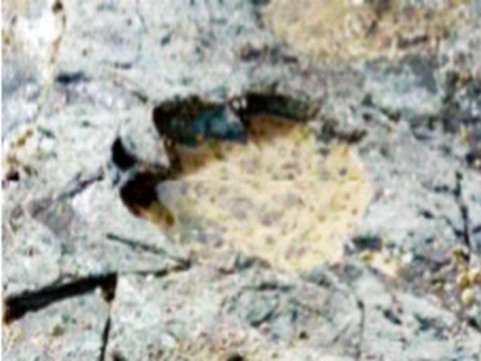 Dinosaur footprints 110 million years ago; The researchers claimed | डायनासोरचे ११ कोटी वर्षांपूर्वीचे पायाचे ठसे; संशोधकांनी केला दावा Dinosaur footprints 110 million years ago; The researchers claimed | डायनासोरचे ११ कोटी वर्षांपूर्वीचे पायाचे ठसे; संशोधकांनी केला दावा