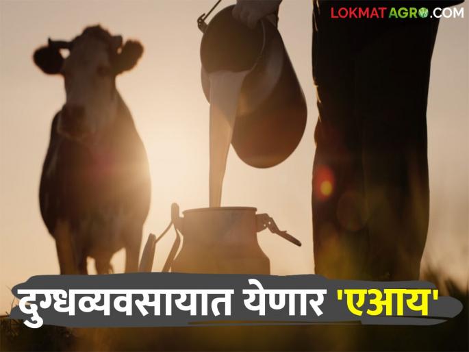 AI in Dairy : Just like agriculture, AI technology will now be introduced in the dairy industry; how will it benefit? | AI in Dairy : शेतीप्रमाणेच दुग्ध व्यवसायातही येणार आता 'एआय' तंत्रज्ञान; कसा होईल फायदा? AI in Dairy : Just like agriculture, AI technology will now be introduced in the dairy industry; how will it benefit? | AI in Dairy : शेतीप्रमाणेच दुग्ध व्यवसायातही येणार आता 'एआय' तंत्रज्ञान; कसा होईल फायदा?