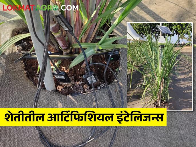 How does artificial intelligence work in sugarcane? | उसाच्या पिकात आर्टिफिशीयल इंटेलिजन्स कसे काम करते? How does artificial intelligence work in sugarcane? | उसाच्या पिकात आर्टिफिशीयल इंटेलिजन्स कसे काम करते?