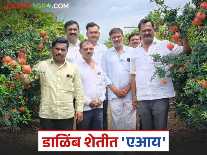 70 kg of pomegranate extracted from a single tree using AI in pomegranate cultivation | डाळिंब पिकात 'एआय'चा वापर करून एका झाडापासून काढला ७० किलो माल
