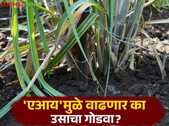 Sugarcane farming will be done on 100 hectares in this village of Satara district through 'AI'; Read in detail | सातारा जिल्ह्यातील या गावात १०० हेक्टरवर होणार 'एआय' द्वारे ऊस शेती; वाचा सविस्तर Sugarcane farming will be done on 100 hectares in this village of Satara district through 'AI'; Read in detail | सातारा जिल्ह्यातील या गावात १०० हेक्टरवर होणार 'एआय' द्वारे ऊस शेती; वाचा सविस्तर