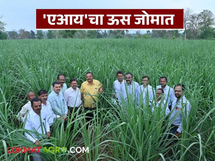 This farmer from Kolhapur has flourished low-cost sugarcane farming through AI | कोल्हापुरातील या शेतकऱ्याने 'एआय'द्वारे फुलविली कमी खर्चातील ऊस शेती This farmer from Kolhapur has flourished low-cost sugarcane farming through AI | कोल्हापुरातील या शेतकऱ्याने 'एआय'द्वारे फुलविली कमी खर्चातील ऊस शेती