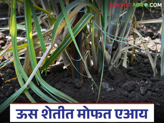 Pune's 'this' organization will get free AI services for sugarcane crops to first 5,000 farmers; How many have registered? | पुण्यातील 'या' संस्थेत पहिल्या ५ हजार शेतकऱ्यांना मिळणार ऊस पिकासाठी मोफत एआय सेवा; किती झाली नोंदणी?
