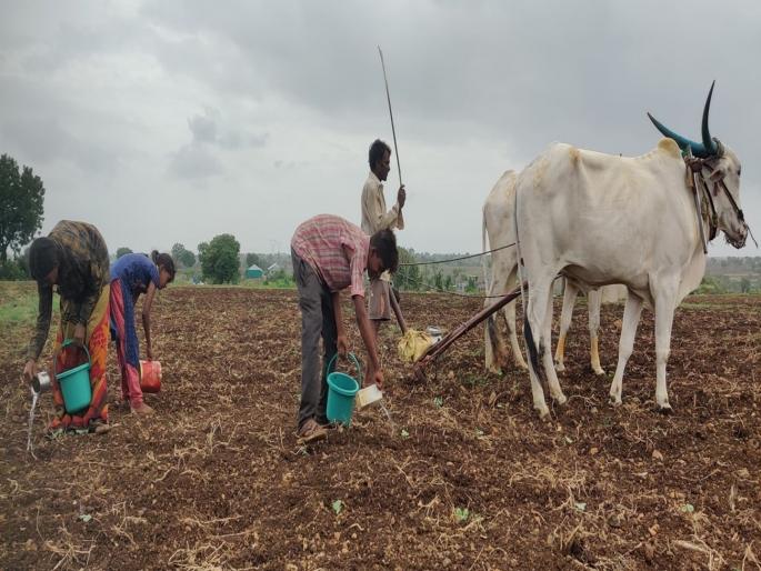 However, the advance amount received by the farmers from the crop insurance payment could not be received without the order of the Collector | चक्क जिल्हाधिकारीच बनले शेतकरी मदतीतले शुक्राचार्य; विमा कंपन्यांना आदेशच नाहीत However, the advance amount received by the farmers from the crop insurance payment could not be received without the order of the Collector | चक्क जिल्हाधिकारीच बनले शेतकरी मदतीतले शुक्राचार्य; विमा कंपन्यांना आदेशच नाहीत