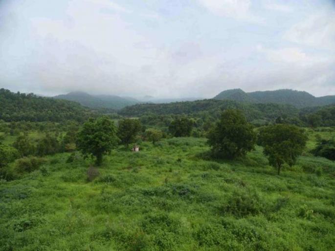 Bull hunting in fari forest area | फरी जंगल परिसरात बैलाची शिकार Bull hunting in fari forest area | फरी जंगल परिसरात बैलाची शिकार